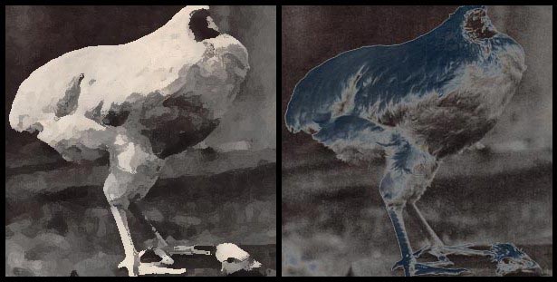 Two Headless Chickens