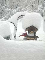 Male downy woodpecker and a male cardinal seen from my couch on February 12, 2006