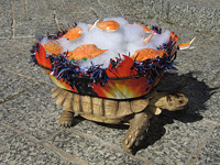 Brutus, a South African tortoise, dressed as a steaming pot of crabs