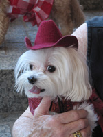 Cowboy dog? Cow dog? 2010